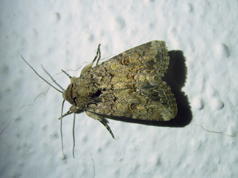 Spodoptera cilium, Noctuidae